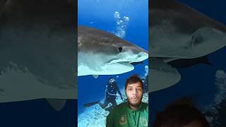 Great white shark swims into cage Ahedul Bai fishing shark share [upl. by Loomis]