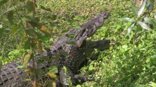 Jacksonville Zoo Africa in real HD 720p AVCHD [upl. by Berkin]