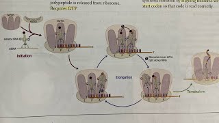 Protein synthesis made EASY  Hindi  firstaidusmle neetpg inicet biochemistry [upl. by Oehsen31]