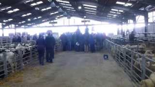 Visit to Sedgemoor livestock market [upl. by Barnard559]