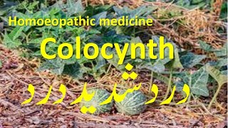 Colocynth homeopathic medicine for pains neuralgia amp colics treatment homeopathictreatment [upl. by Nielson]