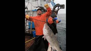 When you catch a giant Codfish while hauling Halibut gear halibut alaskafishing fishing [upl. by Baxy]