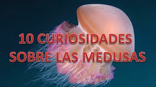 10 CURIOSIDADES SOBRE LAS MEDUSAS [upl. by Ennaitak724]