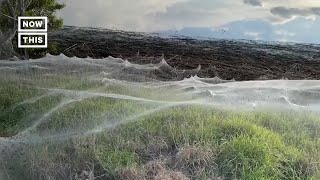 Massive Spiderwebs Spotted in Australia Shorts [upl. by Karissa]