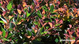 Syzygium australe Firescreen Firescreen Lilly Pilly at Plantmark Wholesale Nurseries [upl. by Anibas]