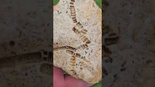 Crinoid Fossil fossil ancient rockhounding [upl. by Ibbed]