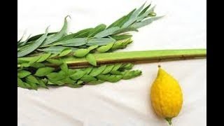 WHY DO WE SHAKE THE LULAV amp ETROG  AMAZING STORY ABOUT THE HAFETZ HAIMS SUCCA [upl. by Assed]