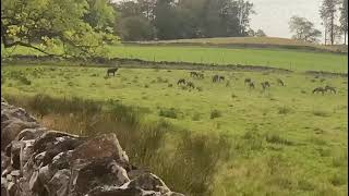 Scottish stag in rutting season [upl. by Grannias895]