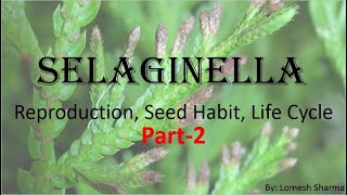 Selaginella Reproduction Seed Habit and Life Cycle [upl. by Rramel523]