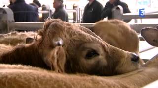 SIA 2016  La problématique de la viande bovine sur le marché de Laissac dans lAveyron [upl. by Sheba]