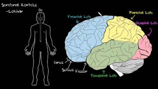 Serebral Korteks Sağlık ve Tıp Sinir Sistemi Fizyolojisi Psikoloji  Davranış [upl. by Belva916]