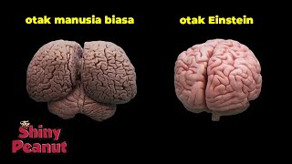 Inilah yang Membuat Albert Einstein Berbeda dari Manusia Normal [upl. by Nnaira]