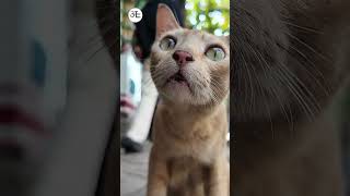 Kitten meowing to attract Cat Voice  Cute Cat Voice Short Video shorts cat catlover [upl. by Reahard]