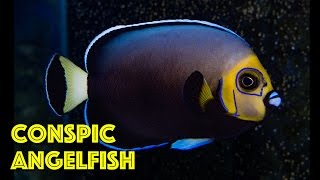 Rare Conspicuous Angelfish [upl. by Onoitna]