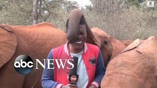 Baby elephant interrupts reporters piece to camera [upl. by Oric]