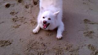 American Eskimo dog at the beach [upl. by Nessa]