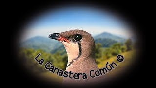 🕊️ La Canastera Común 🕊️ [upl. by Aika140]