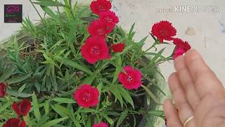 Save dianthus in summers  care and tips of dianthus 2019  By Gardening with dalia [upl. by Evelc]