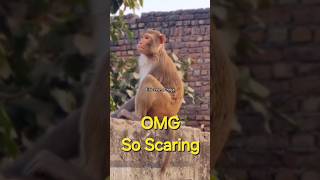 Monkey Reaction 🐒 🙈 shorts monkey funny [upl. by Thierry647]