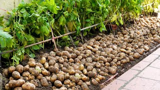 Growing Potatoes At Home Is A Lot Of Tubers And Easy For Beginners [upl. by Colene459]