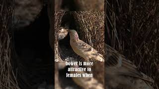 Bowerbirds Love Decorating [upl. by Paulo260]