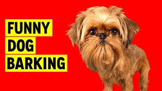 Cute DOG BARKING Sound to Make your Dog Bark [upl. by Esertak]