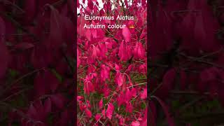 Autumn colour euonymus alatus plant garden autumn colour shrubs [upl. by Donn601]