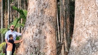 আকাশ ছোয়া গর্জন গাছ  Rhizophora apiculata Tallest Tree In Bangladesh [upl. by Boehmer]