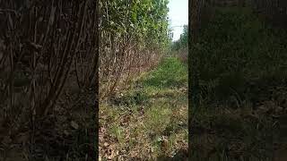 Earn money farming poplar tree 03120151856 [upl. by Arnuad73]