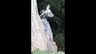 Striped Hyena with strange behavior mineral deficiency maybe at Lentorre Lodge [upl. by Sadoc790]