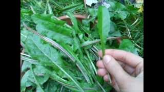 Dandelion greens how and when to pick them [upl. by Acirre]