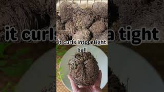 🌵 The Resurrection Plant Natures Miracle Survivor 🌱 botany NatureWonders facts shorts [upl. by Ielerol]