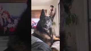 Retired police dog reacts to his owner saying a foul word😁 germanshepherd dog puppy viralvideo [upl. by Otirecul]