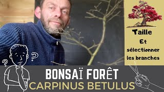 🌳BONSAÏ 🌳 Mes Premiers Travaux pour créer une Forêt de Charmes [upl. by Ordnael515]