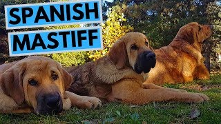 Spanish Mastiff Dog Breed  Facts and Information [upl. by Akimet]