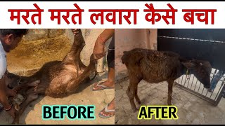 मरते मरते लवारा कैसे बचा  Milk Tetany  Pasture Posining in calf  Magnusium Deficiency [upl. by Edaw]