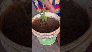 How to use compost to plants composting homecompost gardening plant composteducation [upl. by Mcnair]