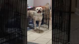 My Dog is in timeout for bad behavior amp for talking back to me [upl. by Eatnoled16]