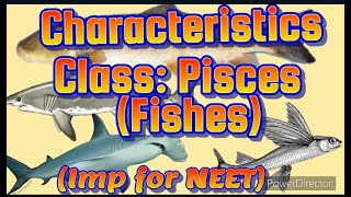 General characteristics of class PISCESFISHES PUC NEET GENERAL CHARACTERISTICS OF FISHES [upl. by Theran]