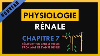 Physiologie Rénale  Chapitre 7  Réabsorption dans le tubule proximal et lanse de Henlé [upl. by Akinek958]