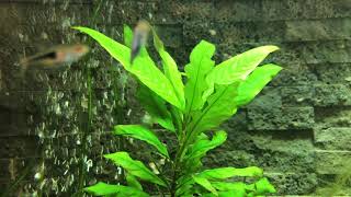 Thriving with Hygrophila Siamensis The Ultimate Guide for Aquarium Enthusiasts [upl. by Kolva855]