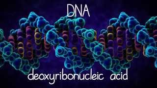 The Structure of DNA [upl. by Saretta663]