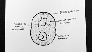 Diagram Of Telophase  Labelled Diagram Of Telophase  Class 11  Biology [upl. by Lebbie552]