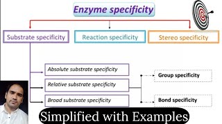 What is Enzyme specificityEnzyme specificity Definition amp Types of Enzyme specificity with examples [upl. by Doralyn40]