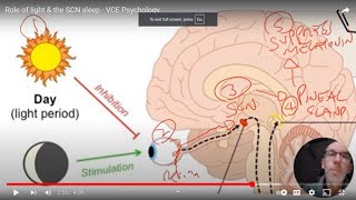 Role of light amp the SCN sleep  VCE Psychology [upl. by Neelya]