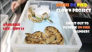 DG Clown Pied Project  available list Sept 24  shout out to Patrick [upl. by Chamkis]