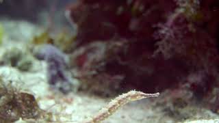 A short macro clip of a pipefish [upl. by Irrok]