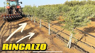 Rincalzo Oliveto Superintensivo  Aratro a dischi [upl. by Jarrow]