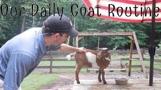 RAISING NIGERIAN DWARF GOATS  Our Daily Goat Routine  Collaboration [upl. by Low638]