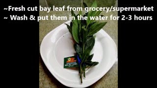 How to Root Fresh Cut Bay Leaf Laurus nobilis From GrocerySupermarket [upl. by Amadeus]